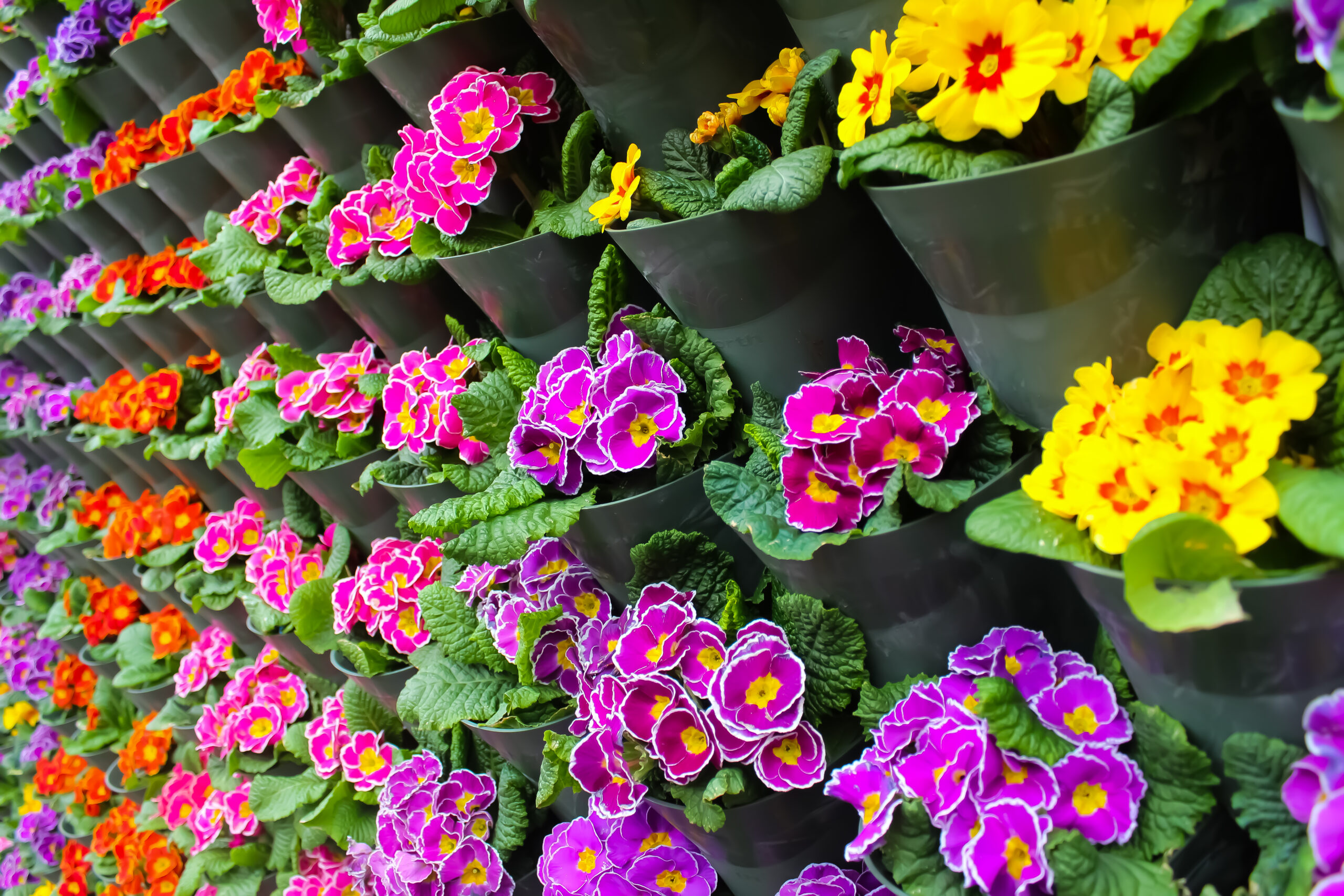 Colourful fresh flowers