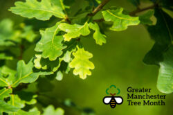 Greater Manchester Tree Month