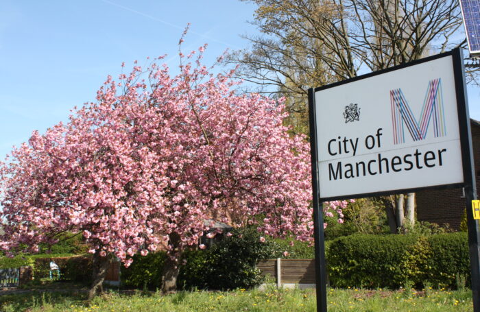 Blossom tree in Manchester