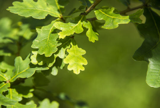 Oak leaves on tree