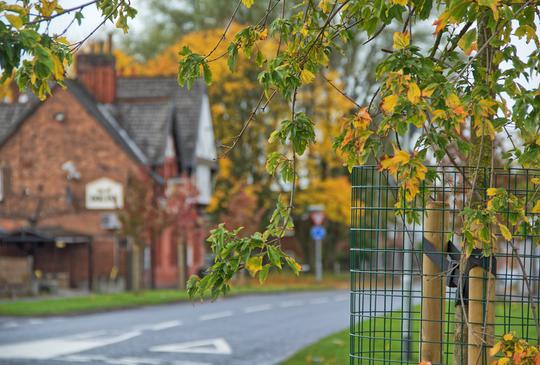 New trees alongside road