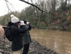 River Irwell bird survey