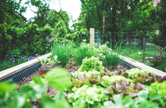 Raised bedding in garden