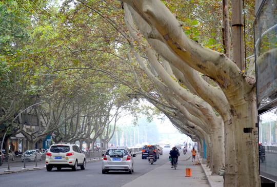 Tree lined street