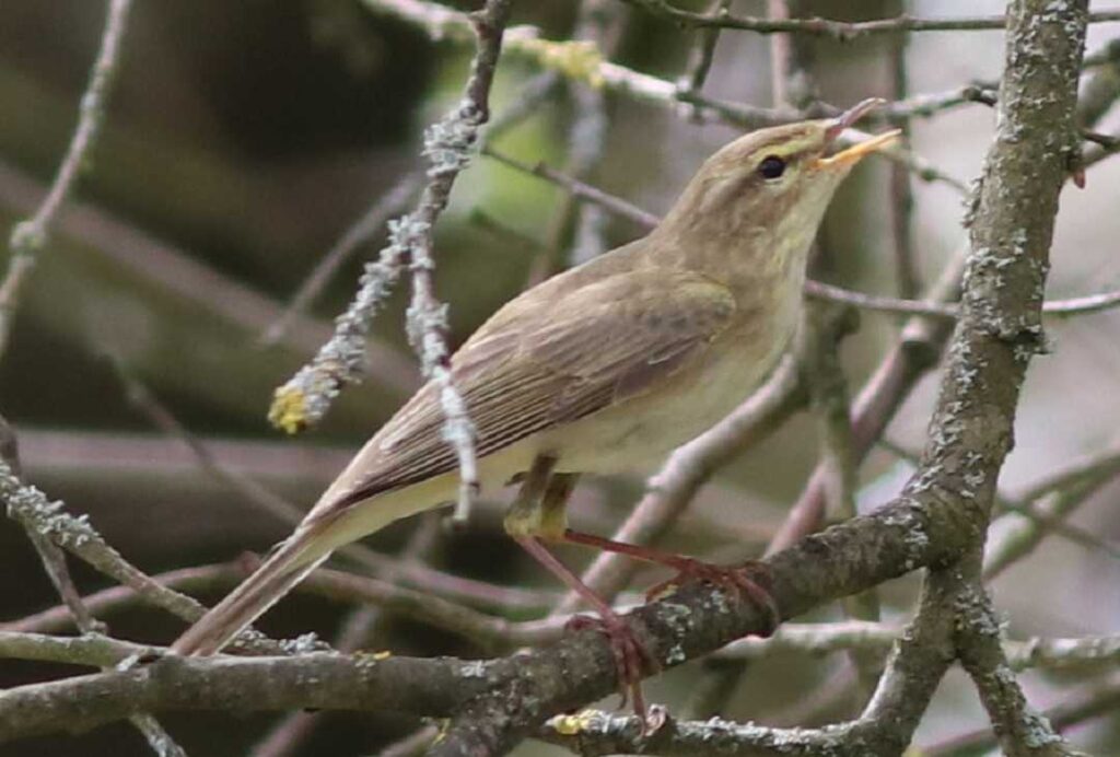 Willow Warbler