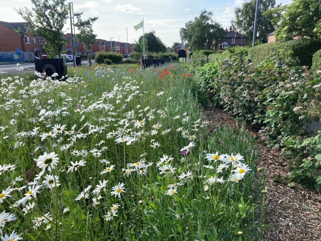 Darley Avenue wildflower meadow plots and community fruit bushes 