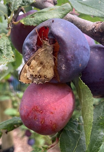 A Speckled Wood Butterfly feeding on a ripe Plum at the community orchard on Wintermans Road