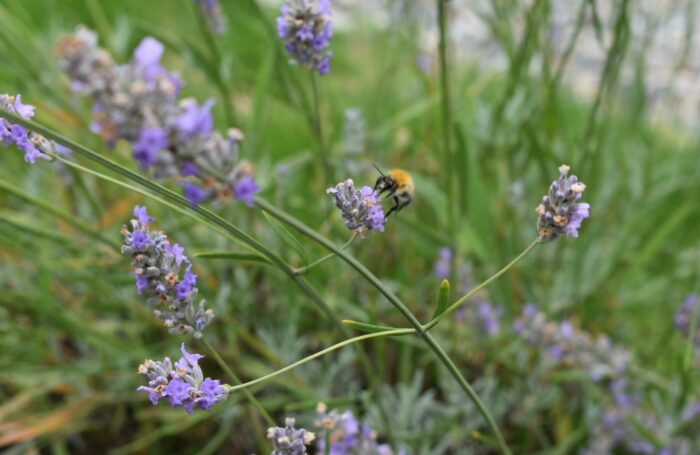 Bee sitting on lavendar